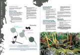 The Drowned Earth Miniatures Game Rulebook